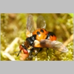 Gymnosoma sp - Raupenfliege 23a 7mm Sandgrube Niedringhaussee.jpg